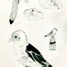 Kittiwakes - Tetrapak print  A4