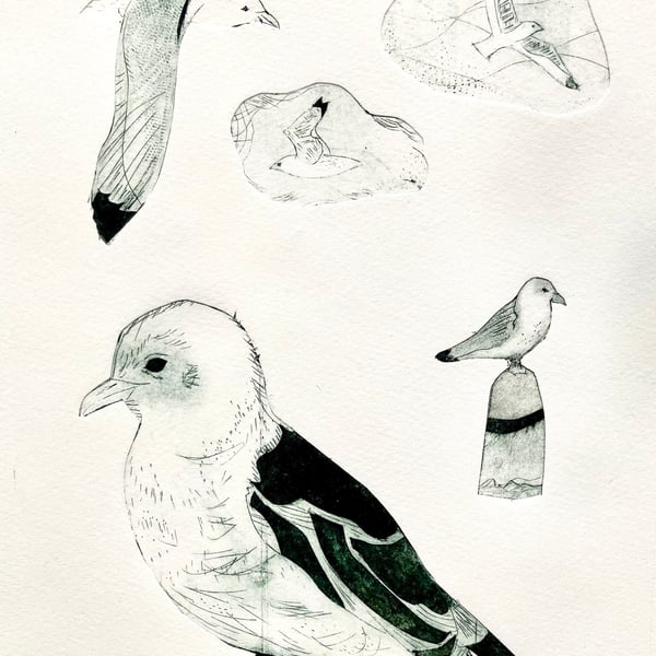 Kittiwakes - Tetrapak print  A4