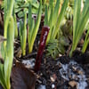 Fused Glass Plant Spikes - Red