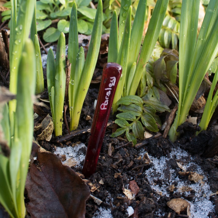 Plant Spikes - Red - Beautiful Bundle