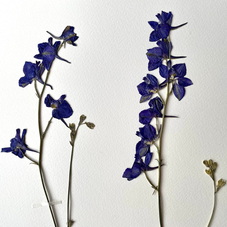 Larkspur Real Pressed Flower Herbarium Art