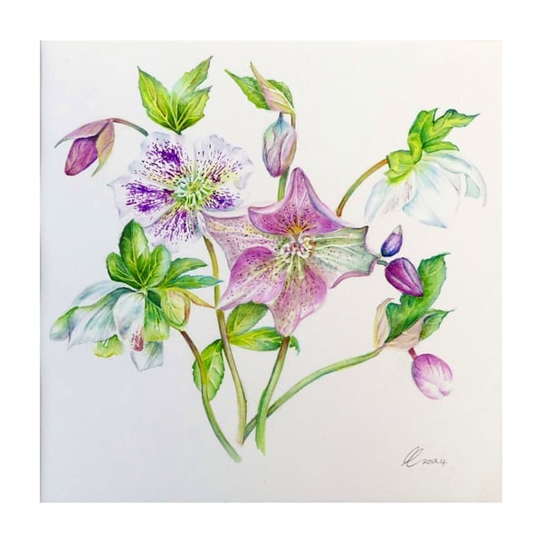 Hellebores Framed Original Botanical Watercolour Painting