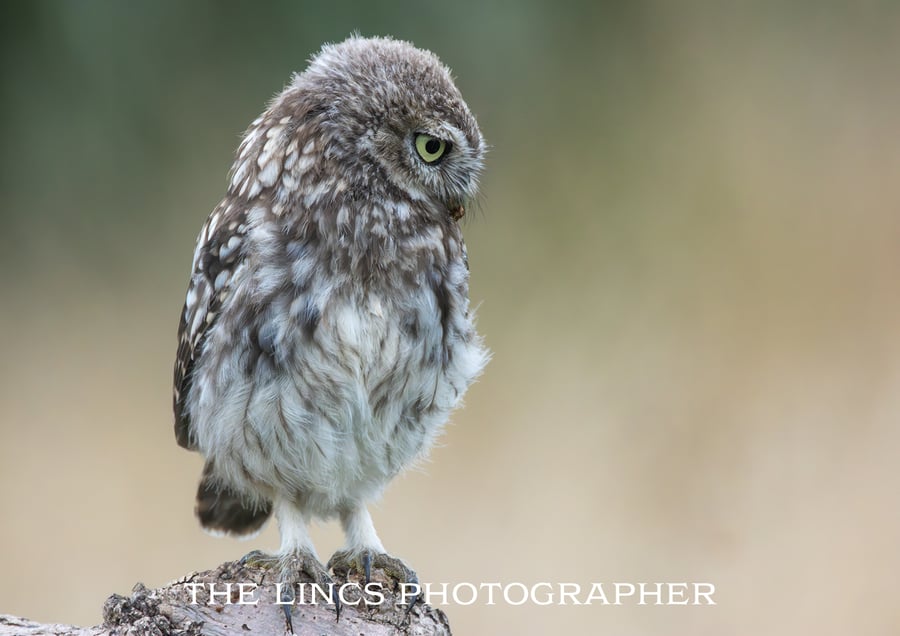 Little Owl print (Limited edition of 10)