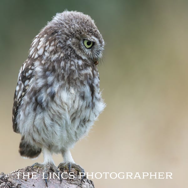 Little Owl print (Limited edition of 10)