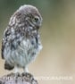 Little Owl print (Limited edition of 10)