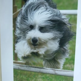 Photographic greetings card of a Bearded Collie dog.