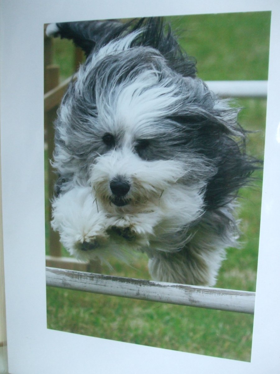 Photographic greetings card of a Bearded Collie dog.