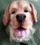 Personalised Pet Portrait - Image 3