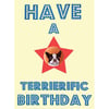 Have a Terrierific Birthday Card - Boston Terrier