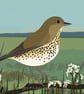Song thrush - A5 bird art print - garden birds - Image 2