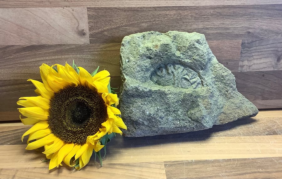 Saxon 'coin in clod' stone carving -  metal detecting gift