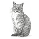 Custom A5 Pet Portrait DRAWING