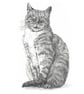 Custom A5 Pet Portrait DRAWING - Image 1