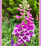 A5 Greeting Card Foxglove Flower 