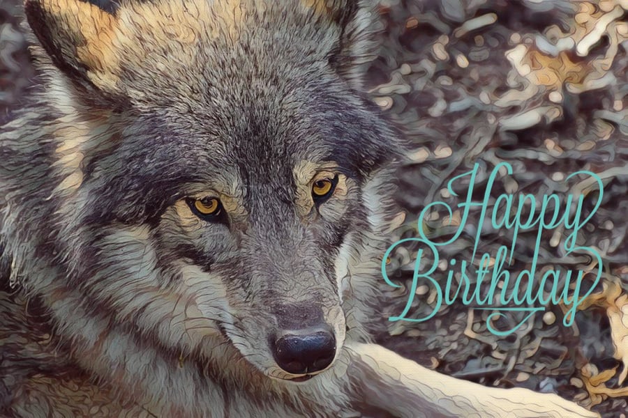 Wolf Happy Birthday Card A5