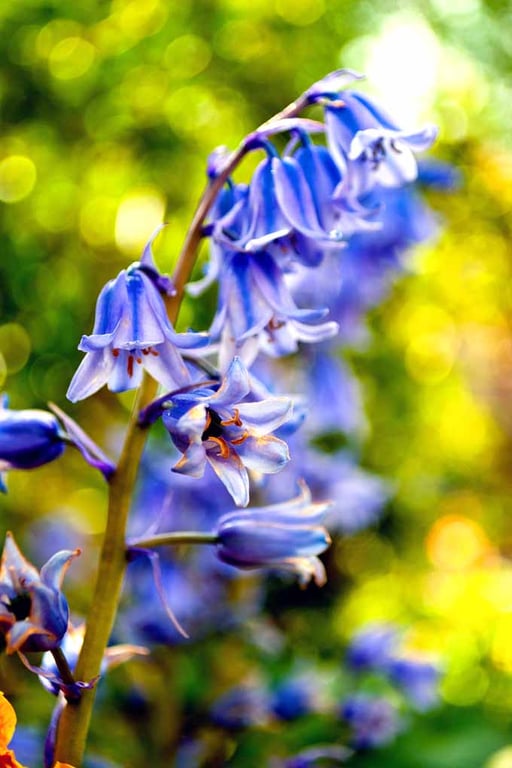 Bluebells Colourful Spring Flowers Hyacinthoides Photograph Print