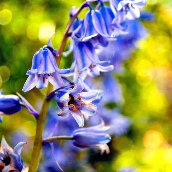 Bluebells Colourful Spring Flowers Hyacinthoides Photograph Print