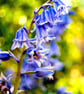 Bluebells Colourful Spring Flowers Hyacinthoides Photograph Print