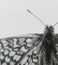 Marsh fritillary butterfly card - Image 3
