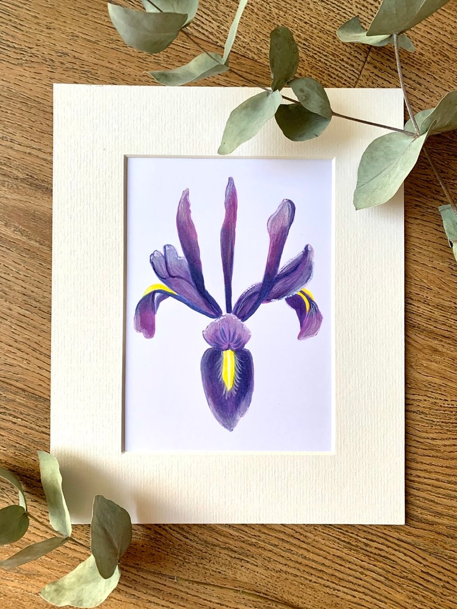 ORIGINAL Iris flower illustration 