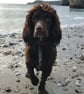 Spaniel Card perfectly imperfect  - Image 2