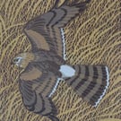 Hen Harrier