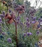 Handmade Rusty Metal Flower Garden Ornament Cottage Garden Plant Stake Daffodil - Image 6