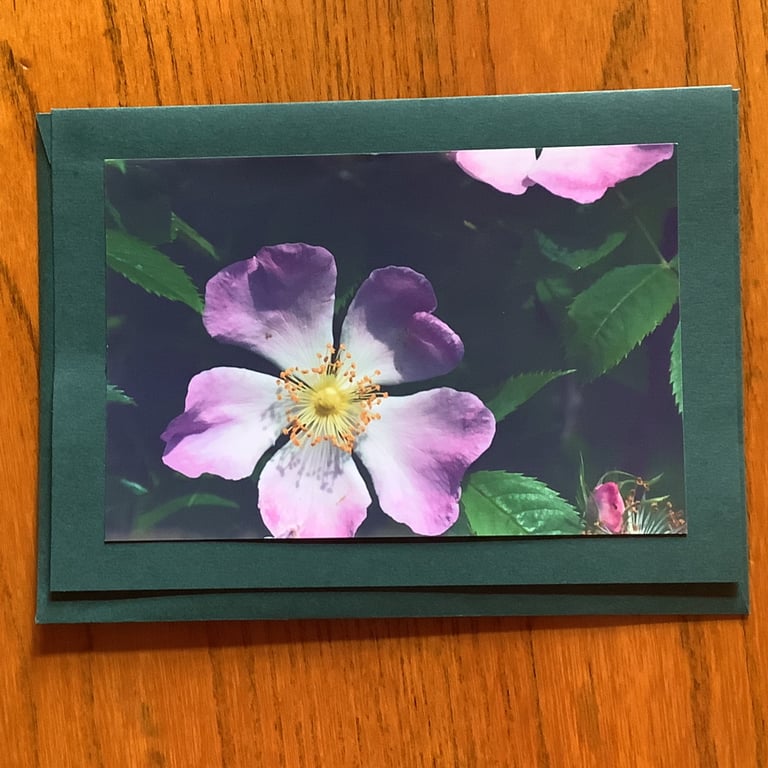 Handmade photo card of a pretty dog rose, 'Pretty in pink'