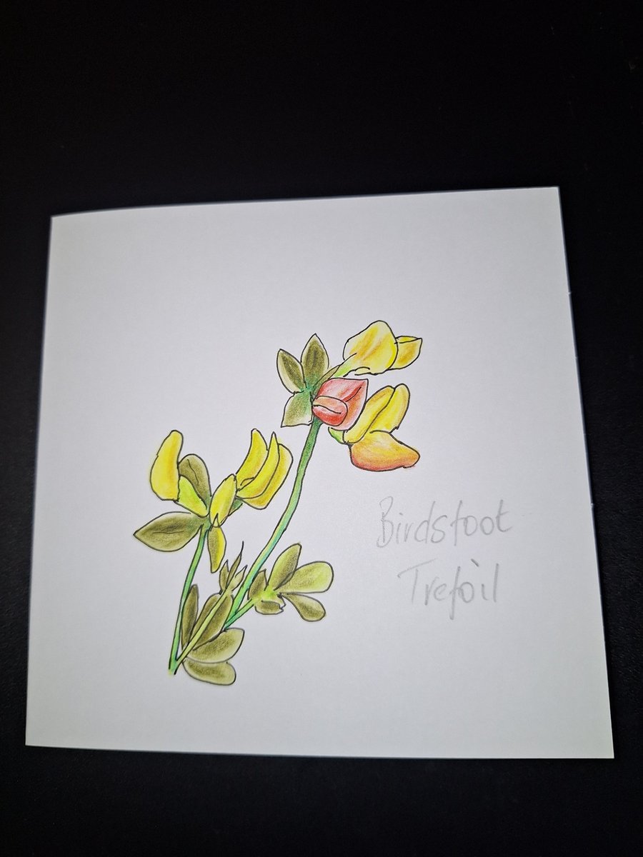 Original Handpainted Greetings Card- Birdsfoot Trefoil