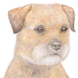 Bertie the Border Terrier - Birthday Card