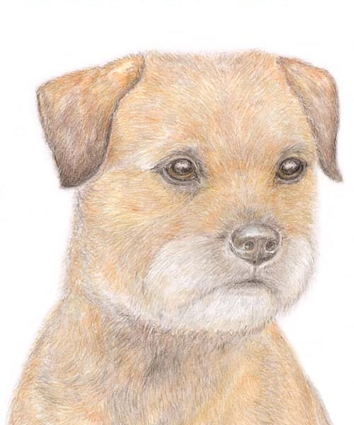 Bertie the Border Terrier - Birthday Card