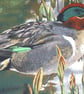 A Duck (Teal) standing by waters edge cushion - Image 3