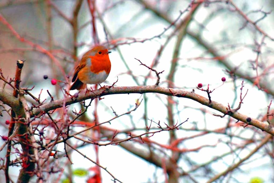 European Robin Red Breast Bird Photograph Print