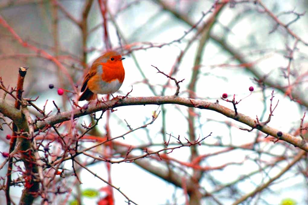 European Robin Red Breast Bird Photograph Print