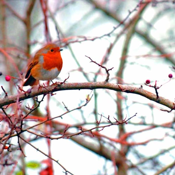 European Robin Red Breast Bird Photograph Print