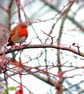 European Robin Red Breast Bird Photograph Print