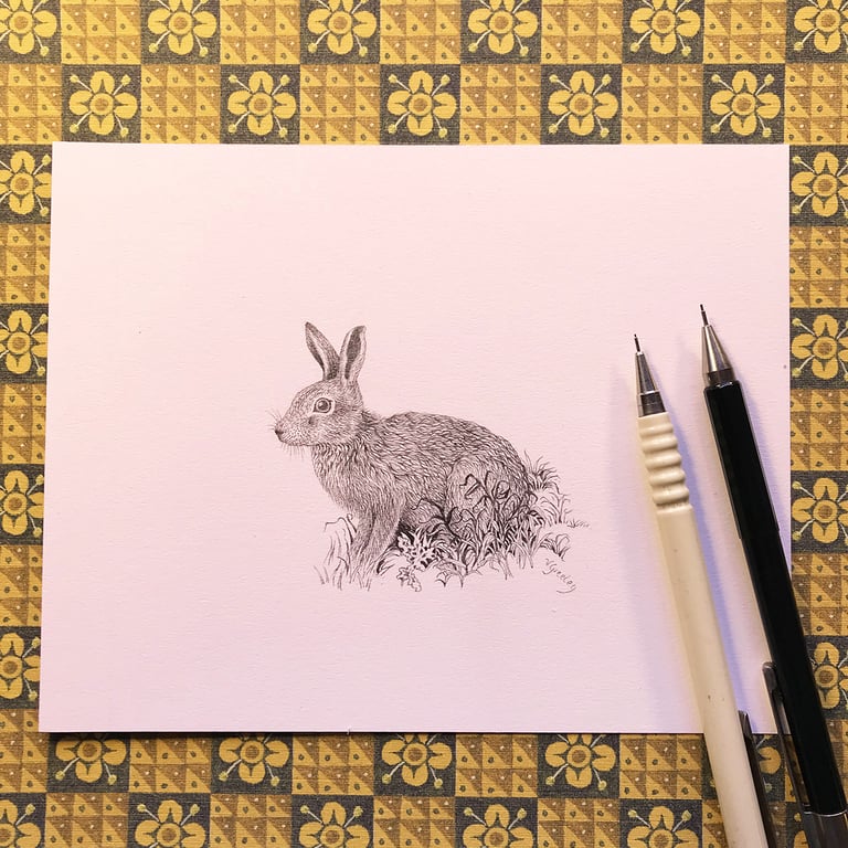 Hare Original pencil drawing by Valerie Greeley RMS, HS