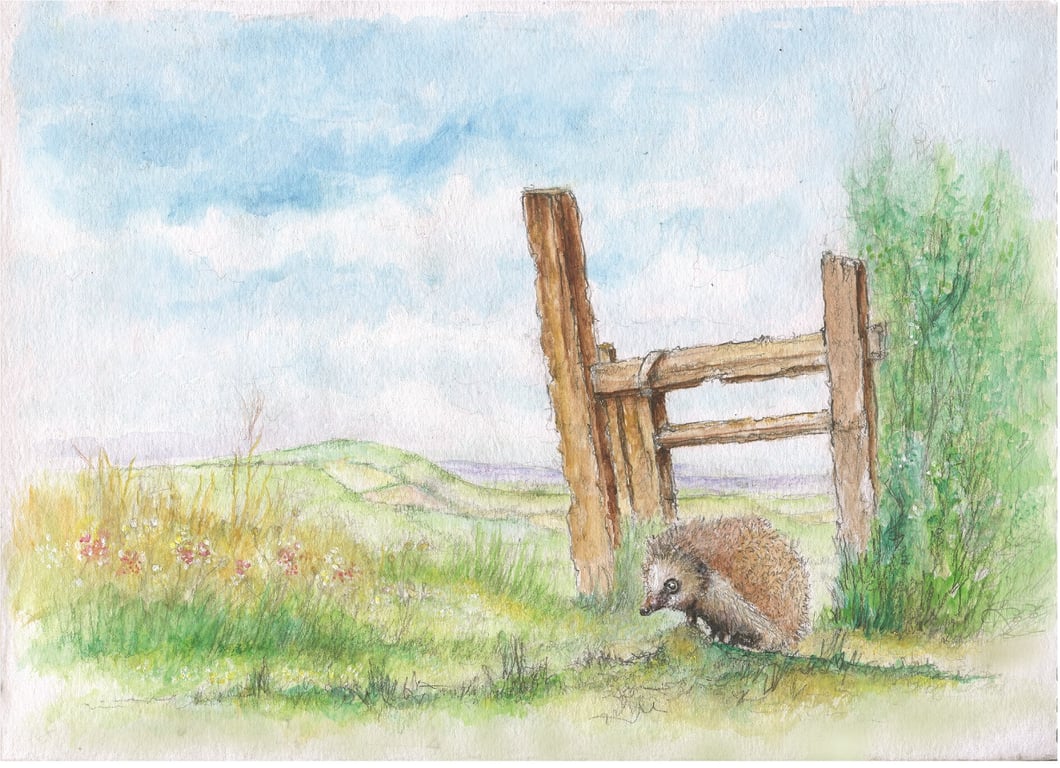 Watercolour print of a Southdowns Sussex Hedgehog
