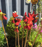  Cane Tops - Handmade for your Bamboo Sticks - Image 3