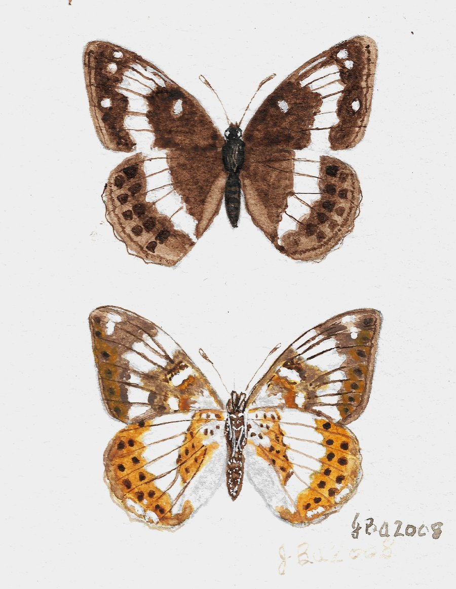 White Admiral