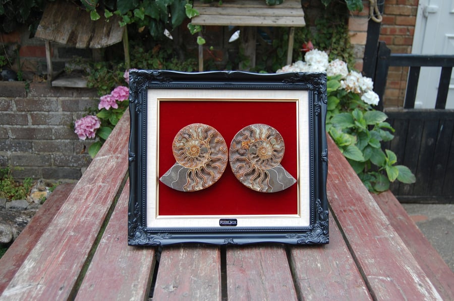 Large polished ammonite display
