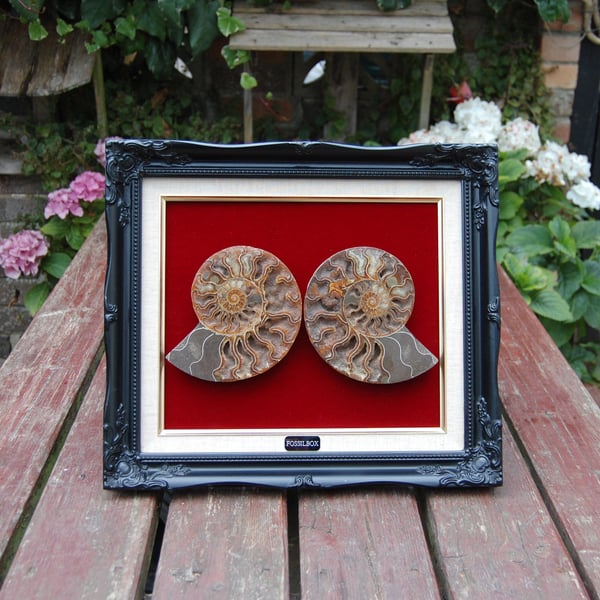 Large polished ammonite display