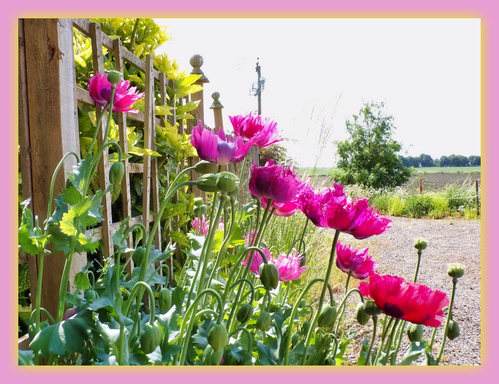 Poppies Norfolk Greeting Card A5 