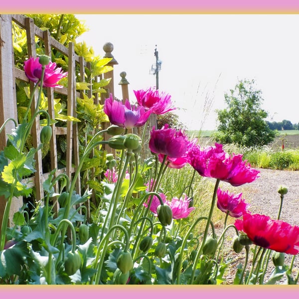 Poppies Norfolk Greeting Card A5 