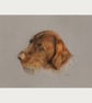 Wirehaired Pointer Dog Fine Art Print - Image 4