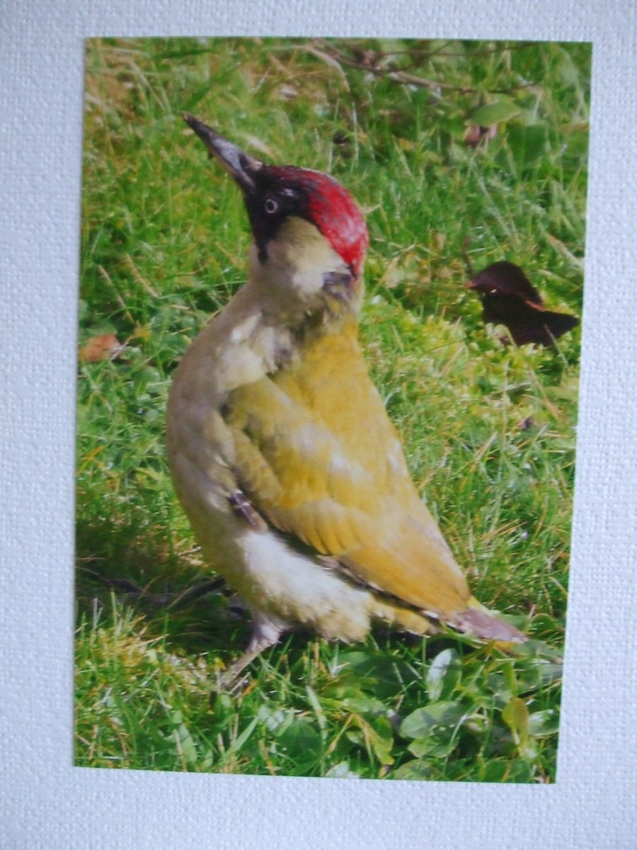 Photographic card of a Green Woodpecker.