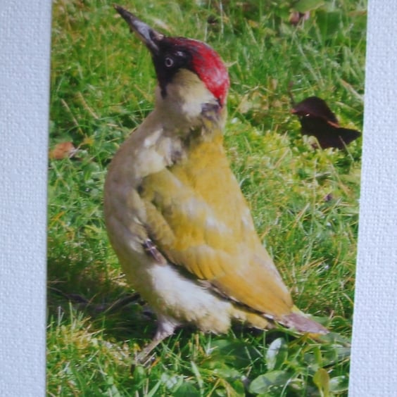Photographic card of a Green Woodpecker.