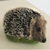 Hedgehog