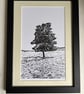Singular monochrome print Eco friendly One of a Kind gifts Oak Tree - Image 4