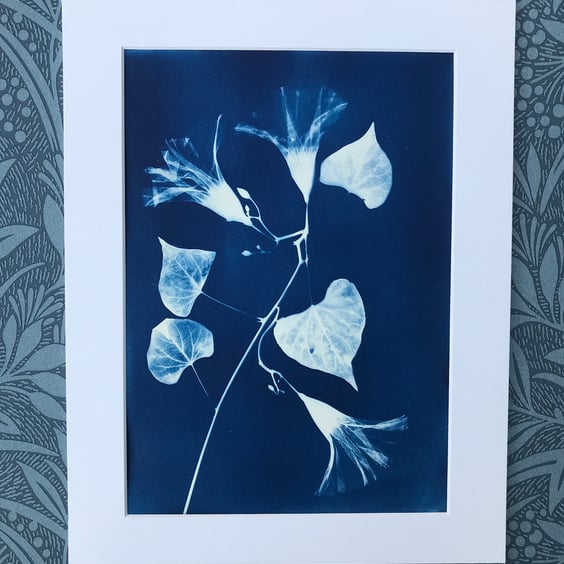 Original Art, Morning Glory flowers in Cyanotype. 